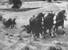 Three-Horse Team, Perthshire